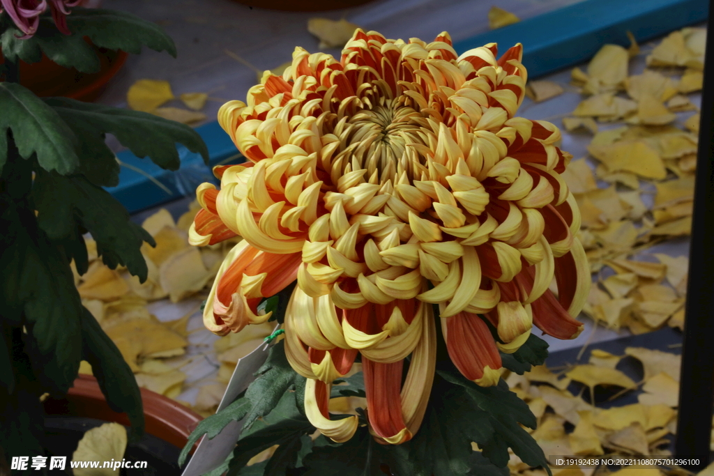菊花 