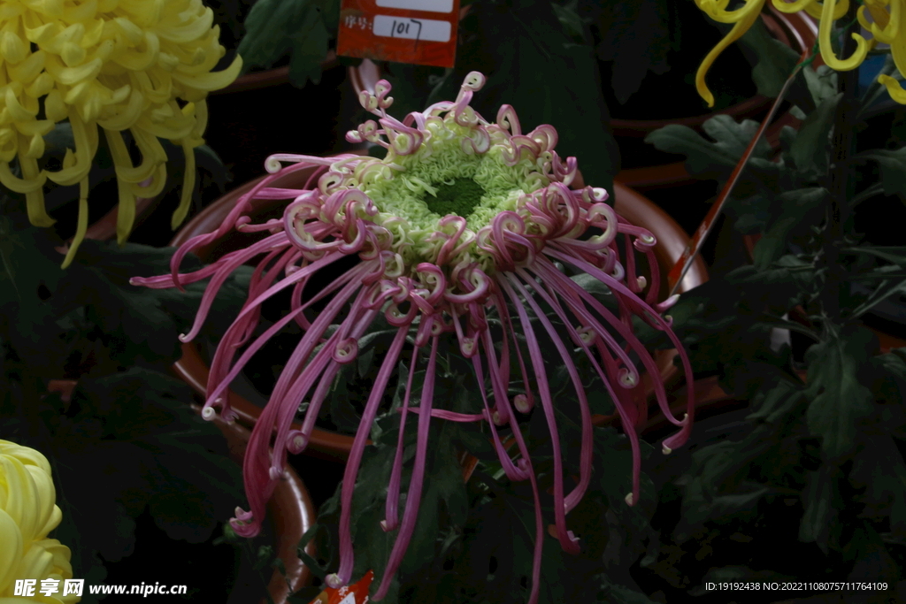 菊花 