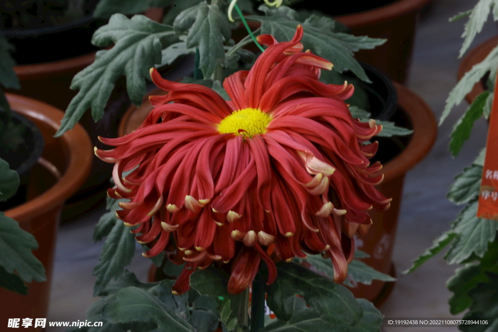 菊花