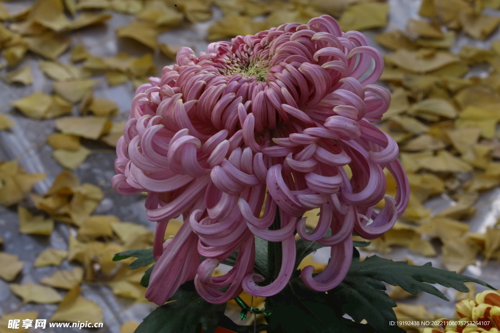 菊花 