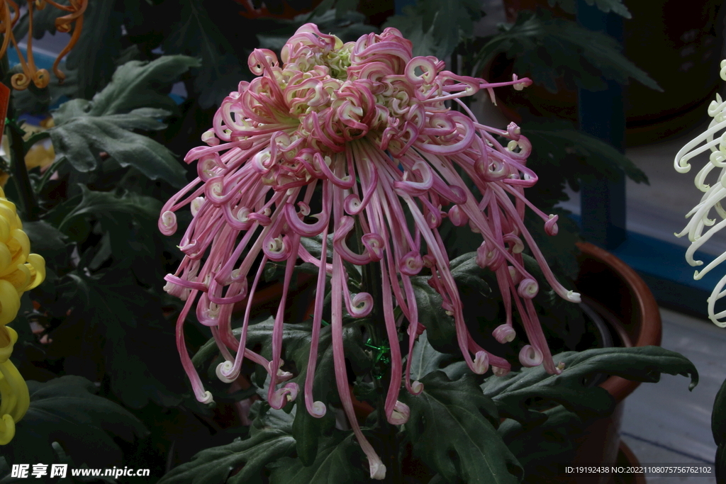 菊花