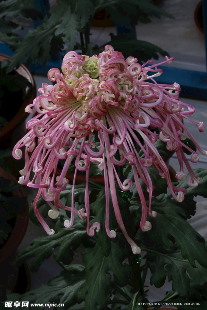 菊花 