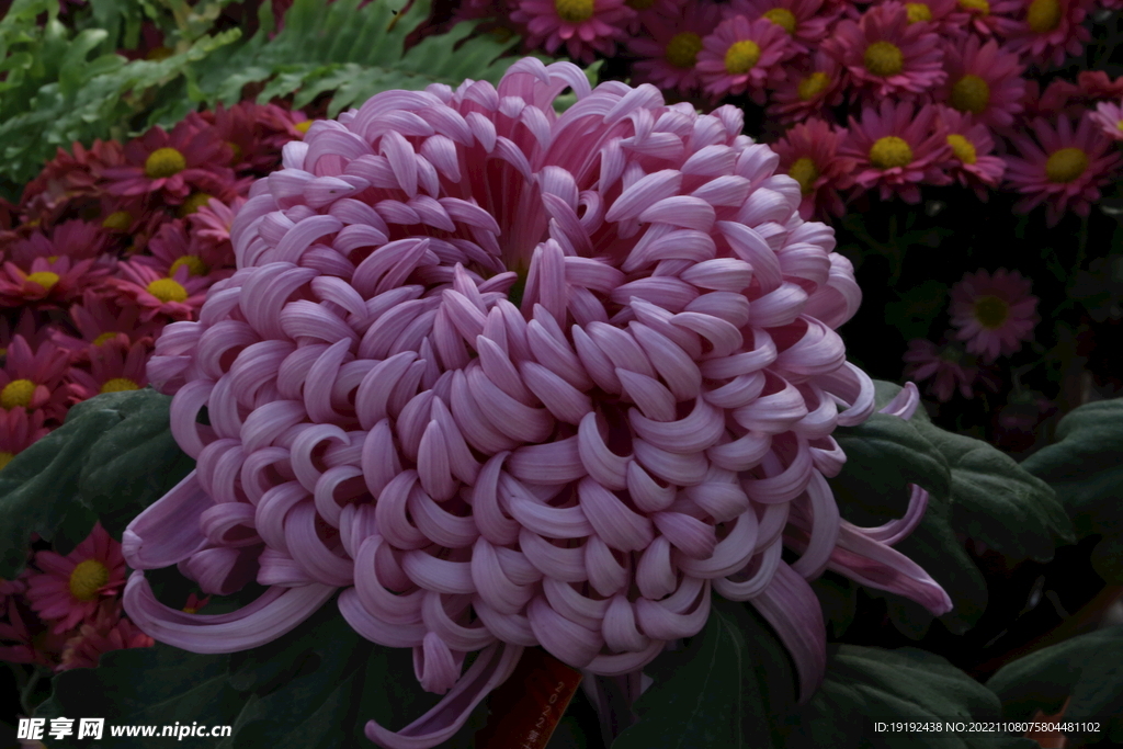 菊花 