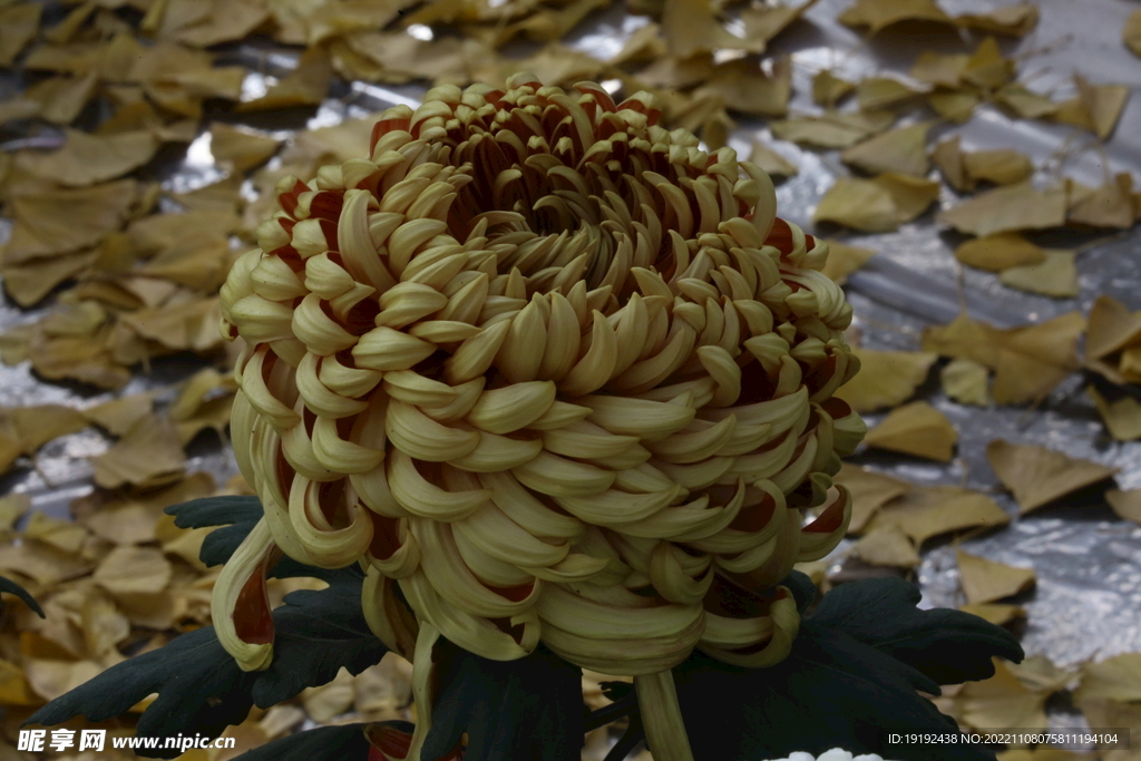 菊花 