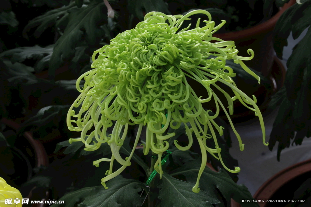 菊花