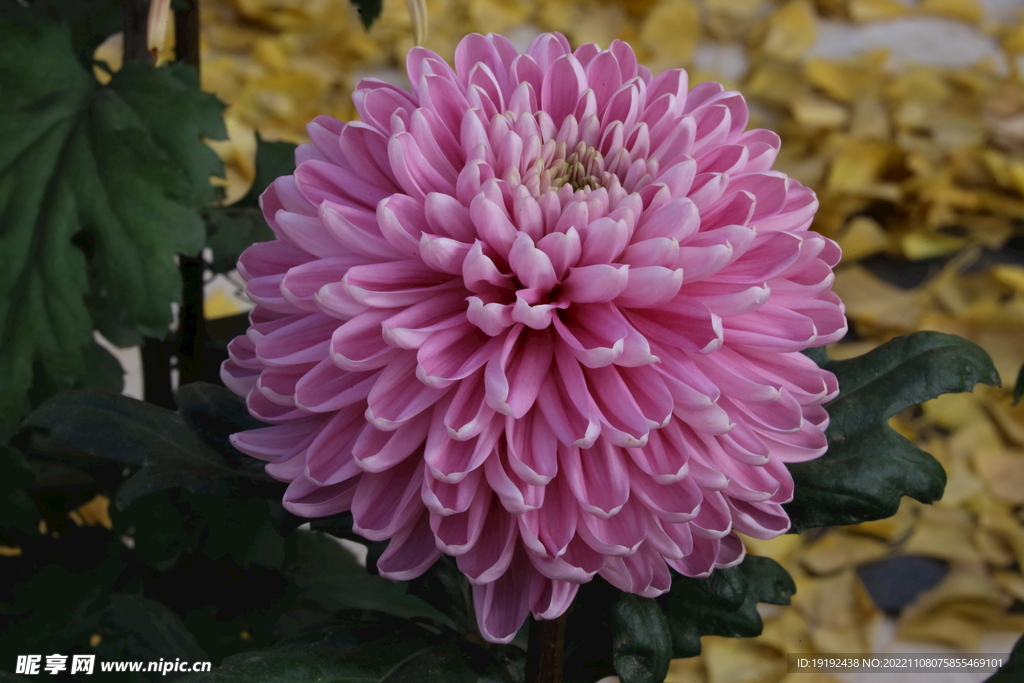 菊花