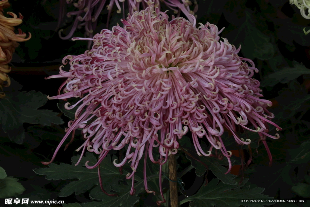 菊花 