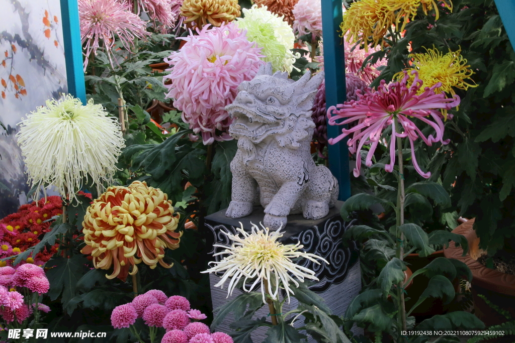 菊花 
