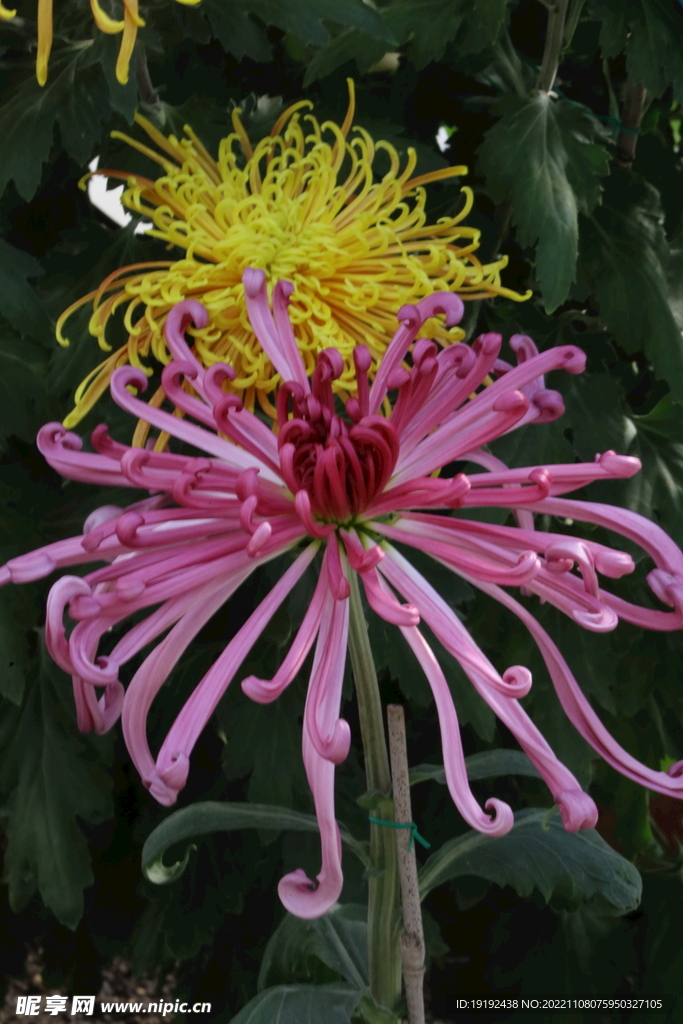 菊花