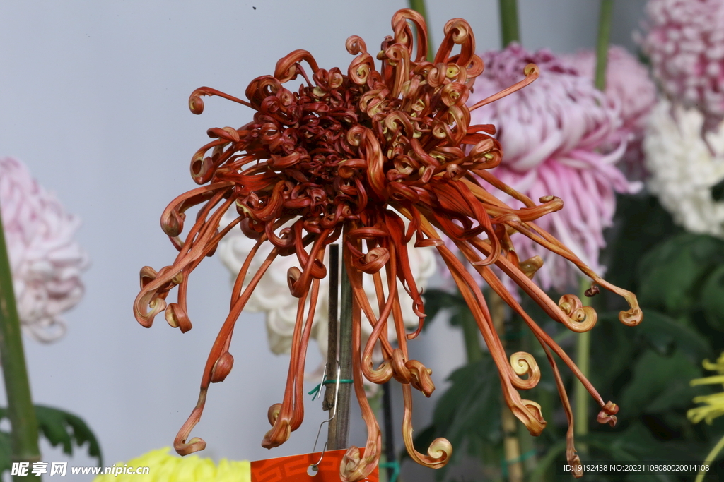 菊花  