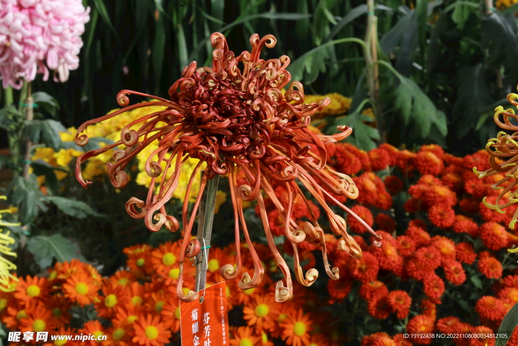 菊花 