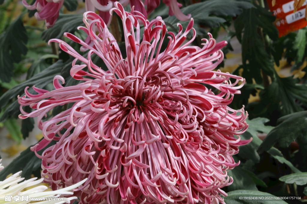 菊花