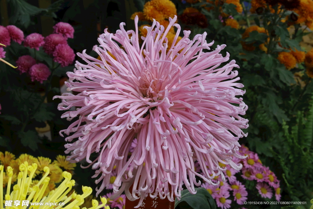 菊花 