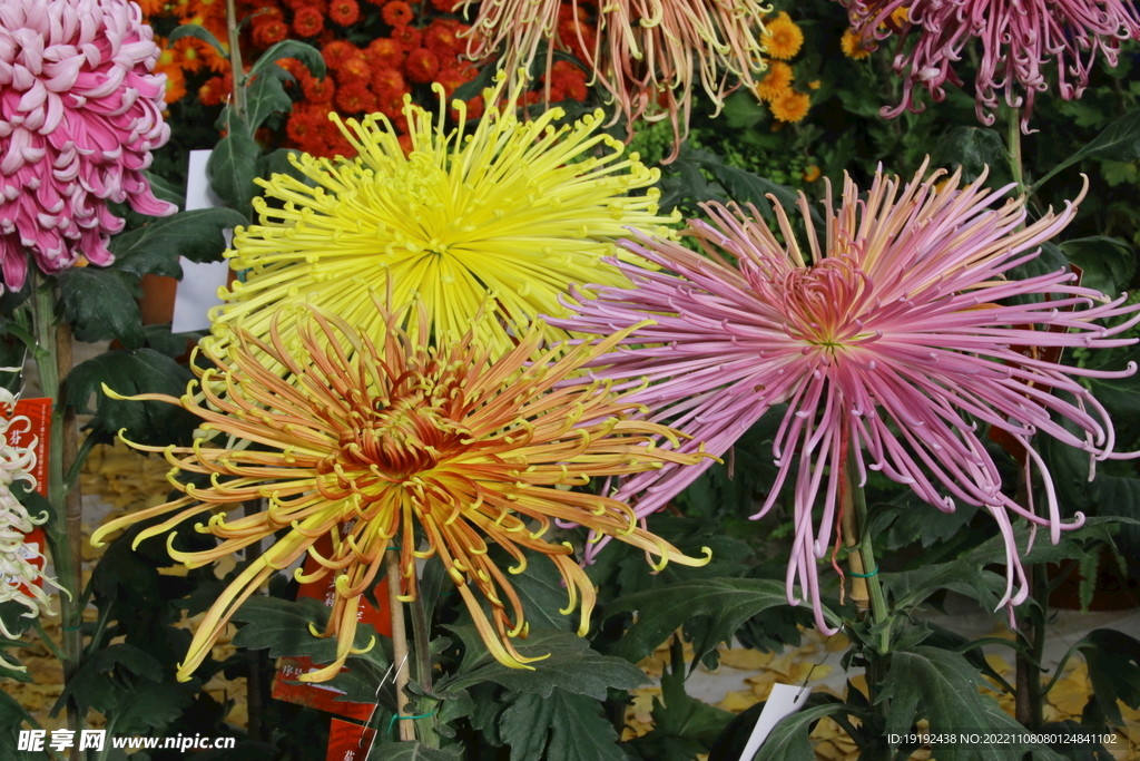 菊花 
