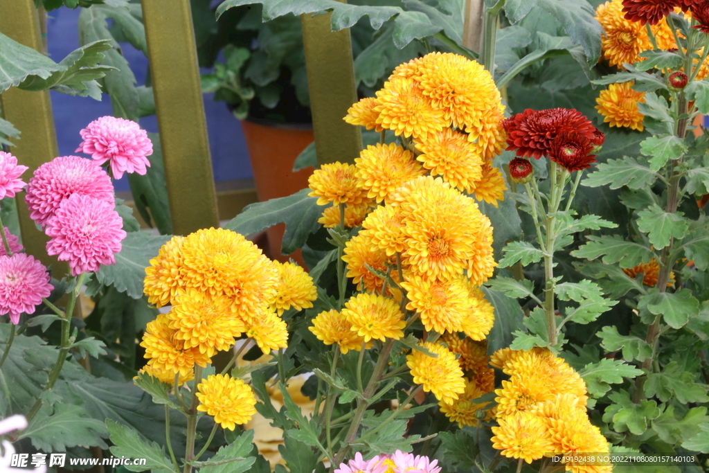 菊花 