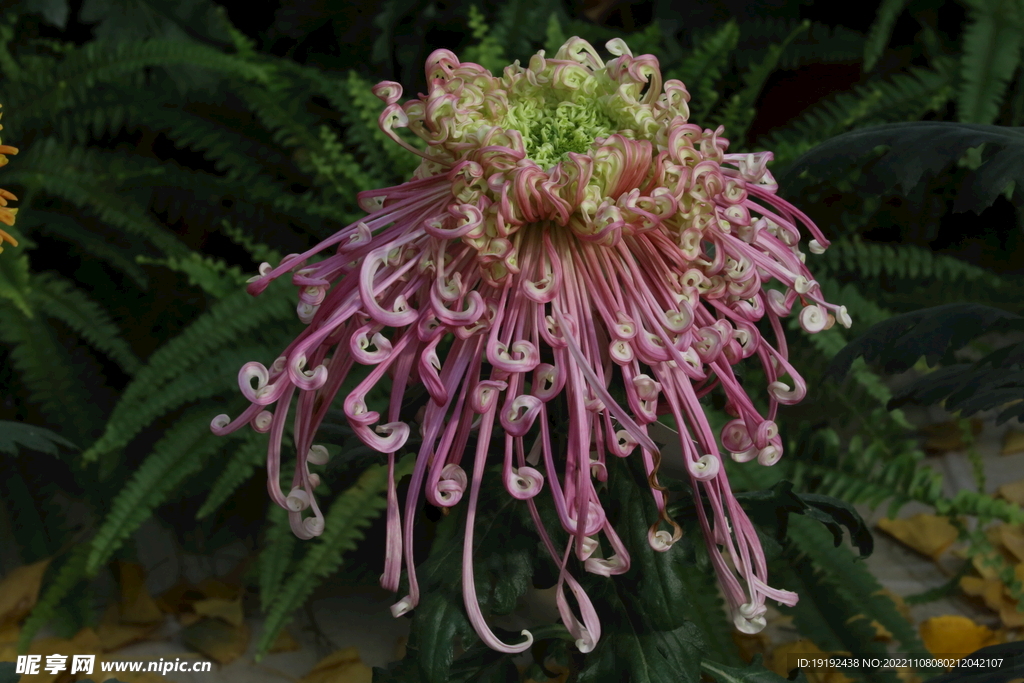 菊花 