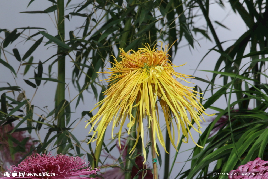 菊花 