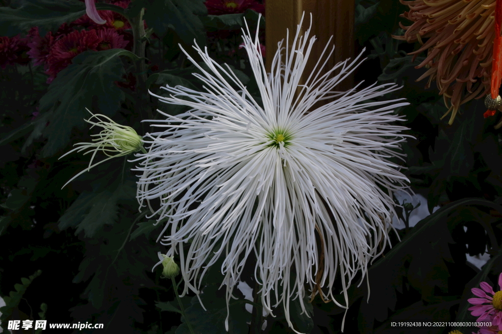 菊花 
