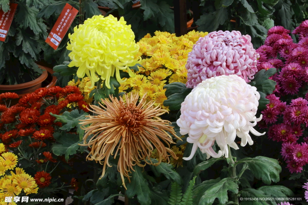 菊花  