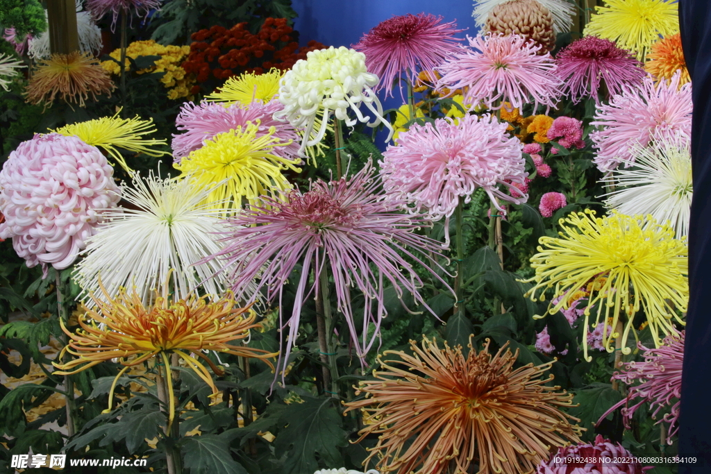 菊花 