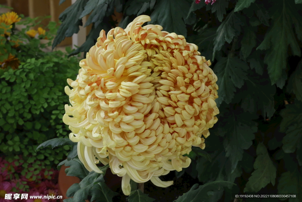 菊花