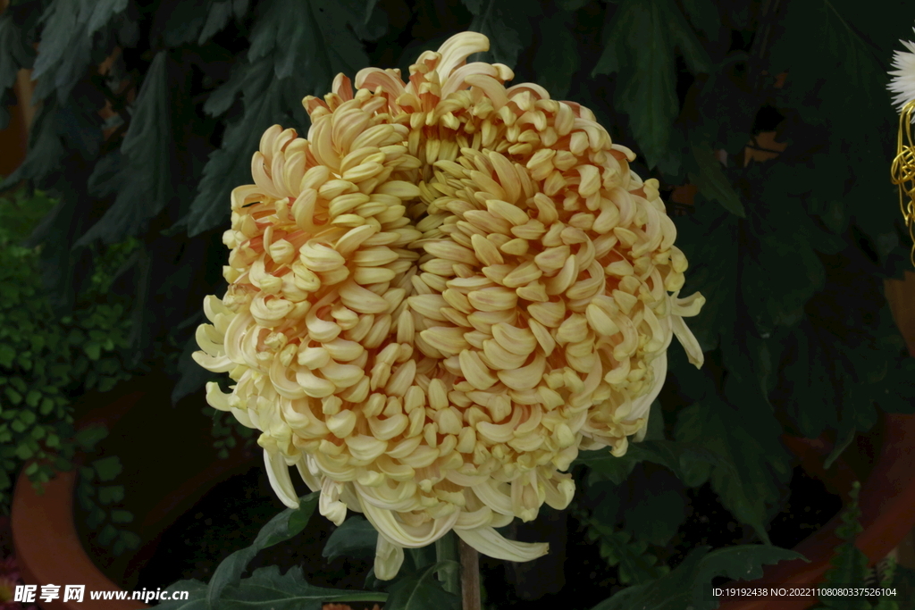 菊花  