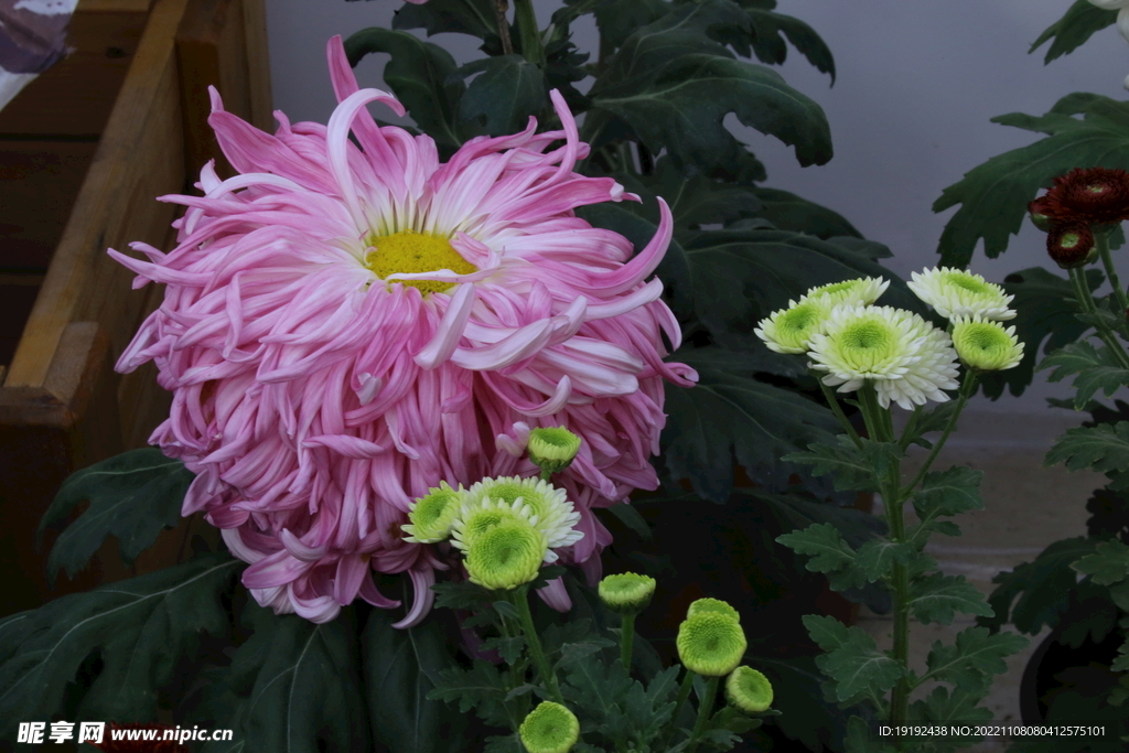 菊花  