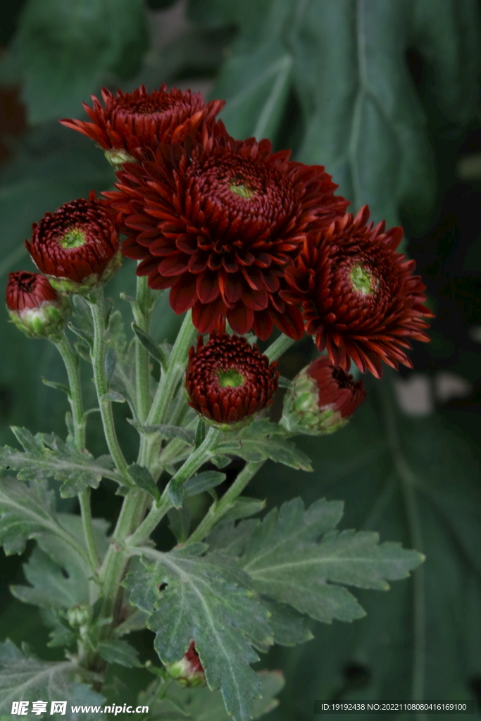 菊花 