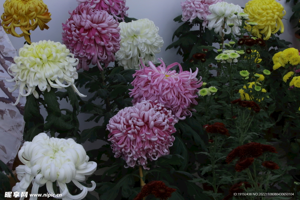 菊花  