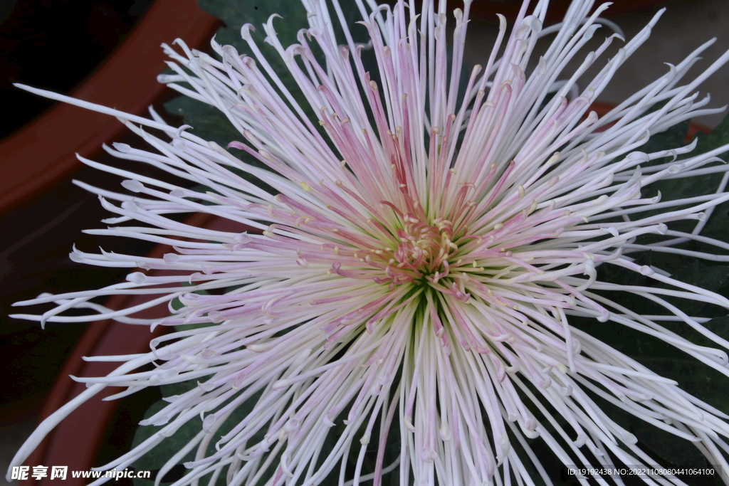菊花  