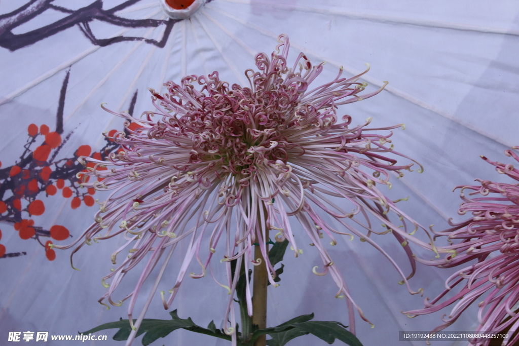 菊花