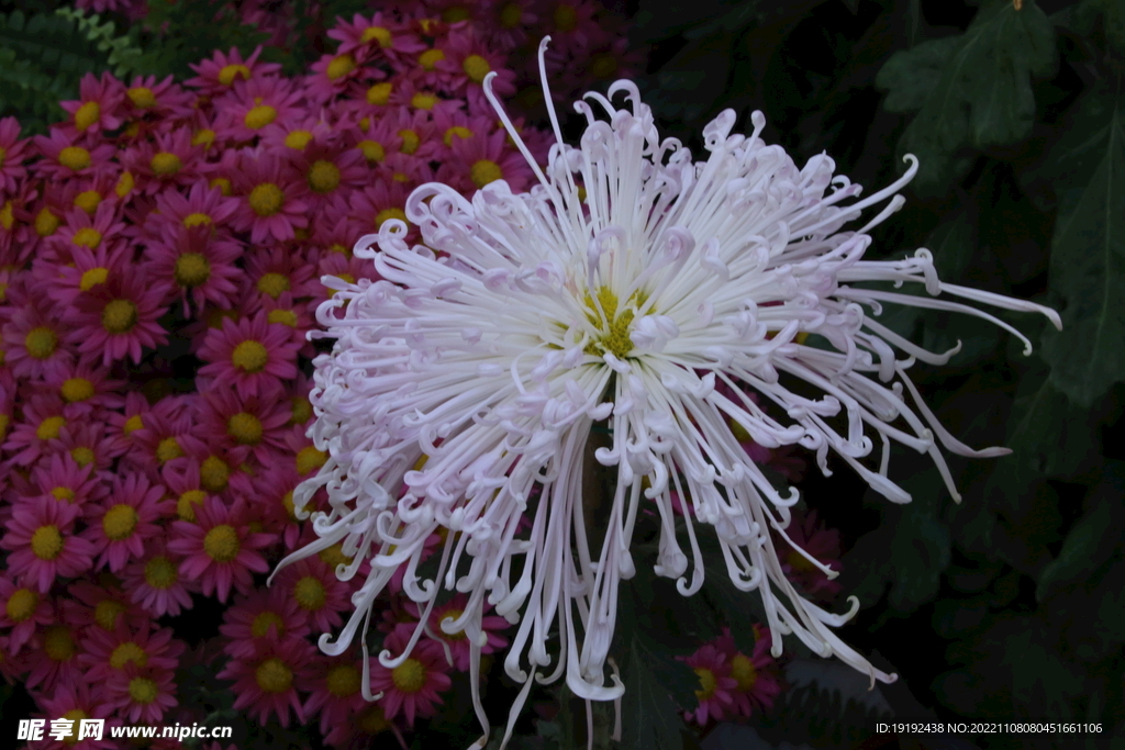 菊花 