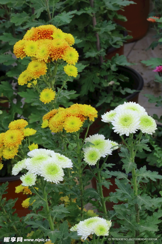 菊花 