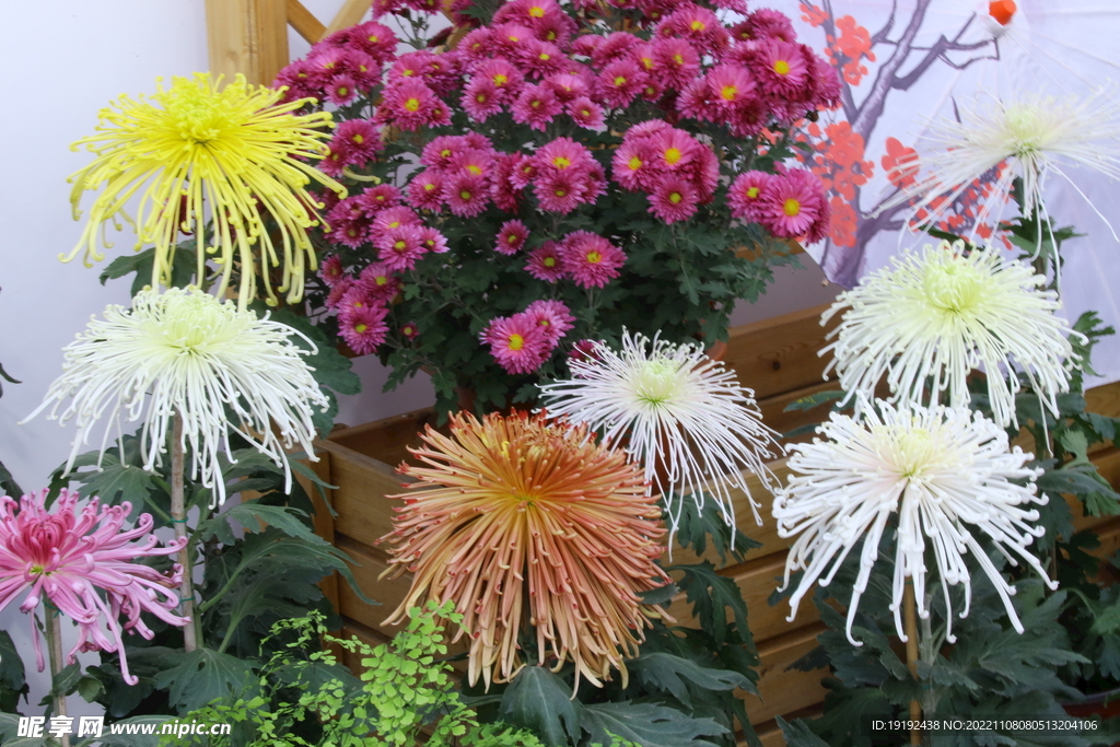 菊花 