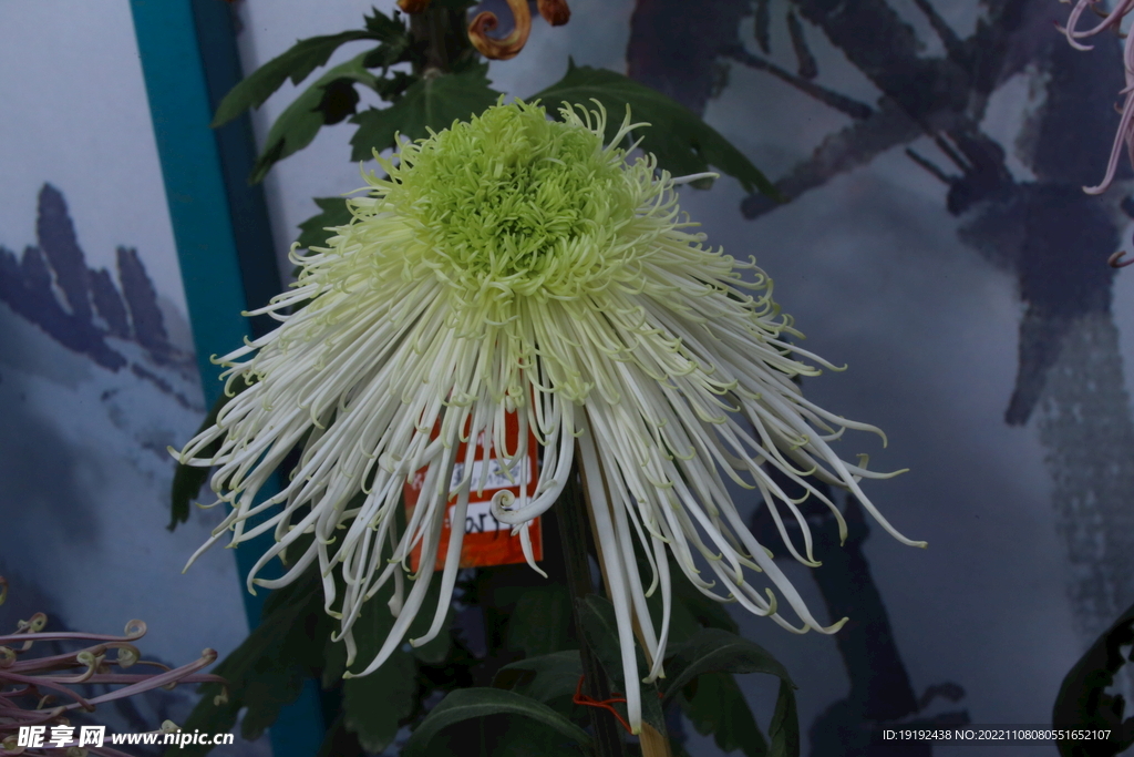 菊花 