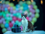 小猫