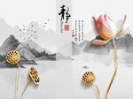 荷花莲花