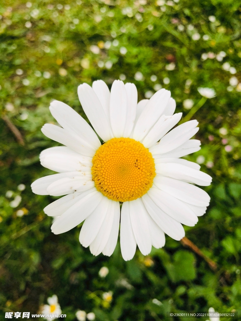 菊花