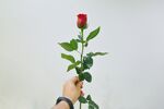 鲜花