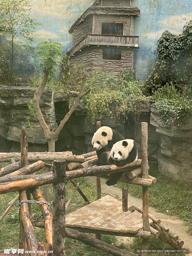 大熊猫  熊猫