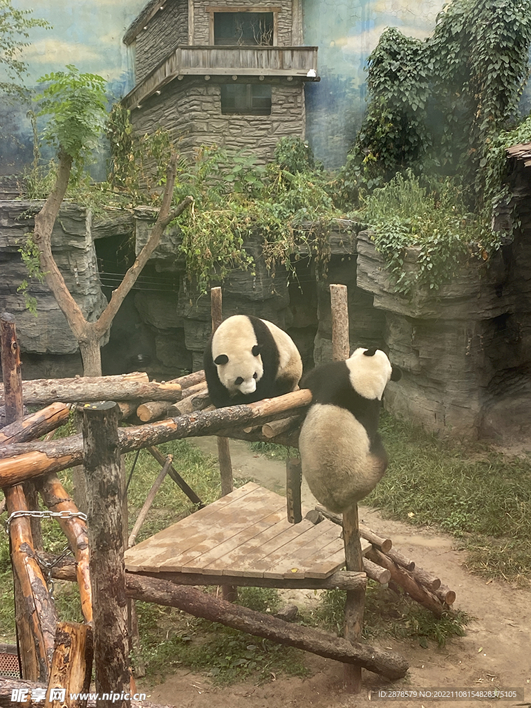 大熊猫    动物园