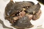 甲鱼火锅