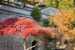 香山红叶