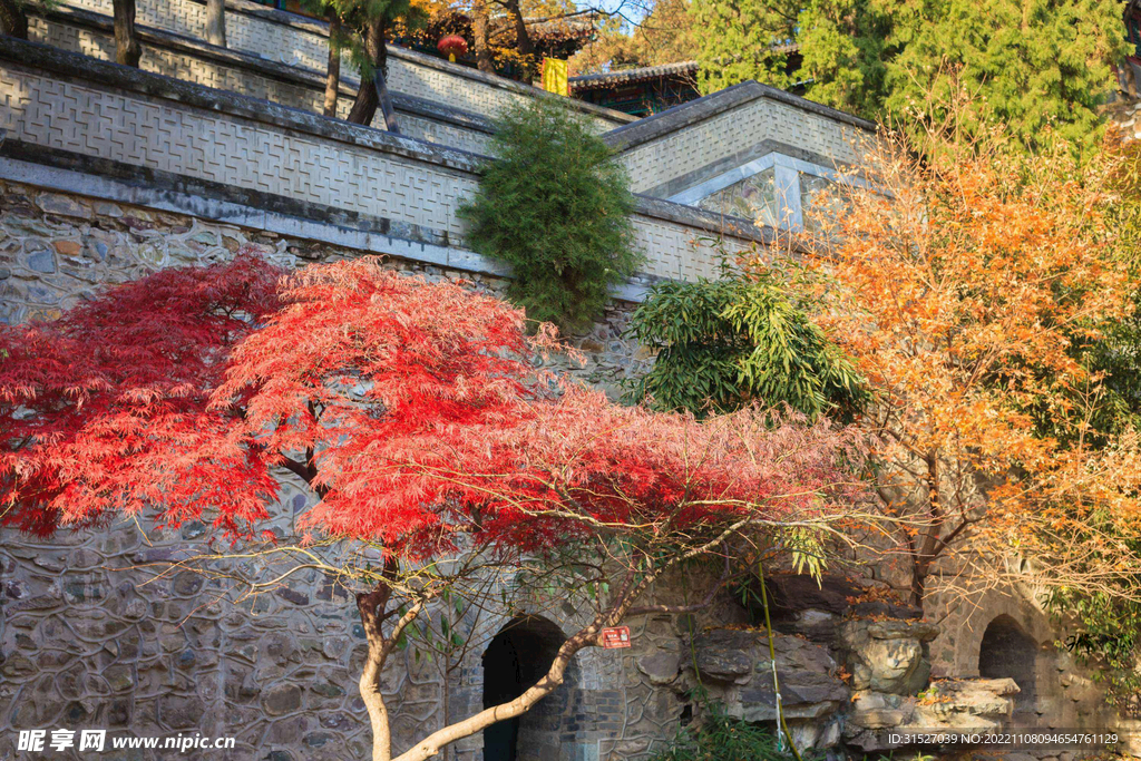 香山红叶