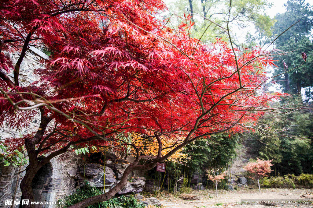 香山红叶