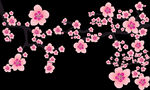 梅花   素材