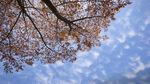 吉野 