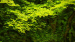 吉野