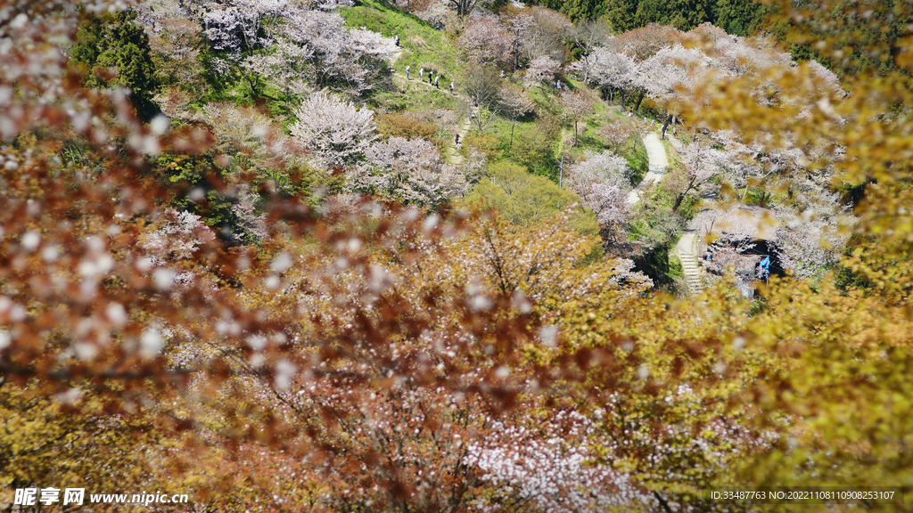 吉野  