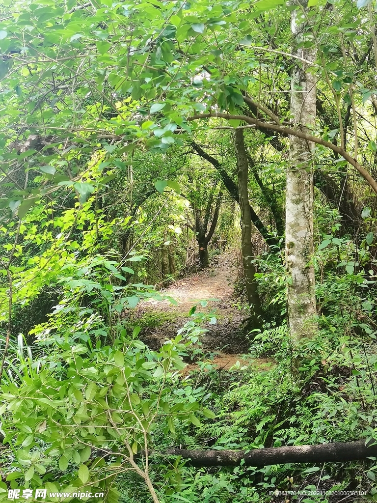 林间小道